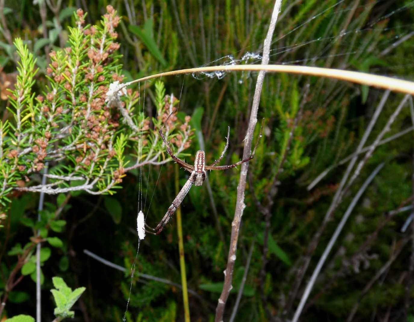 Il paradiso delll''Argiope